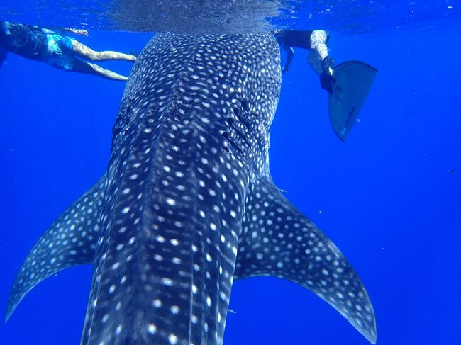 海の神様ありがとう ドルフィン スイムのはずが 奇跡 ジンベイザメと泳ぐ 小笠原 海中編 父島 東京 の旅行記 ブログ By コージ さん フォートラベル