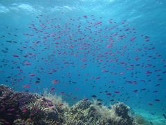 ジンベエザメと遭遇したボホール島５泊６日５ダイブ／①バリカサグ，ドルホ，セブダイブ