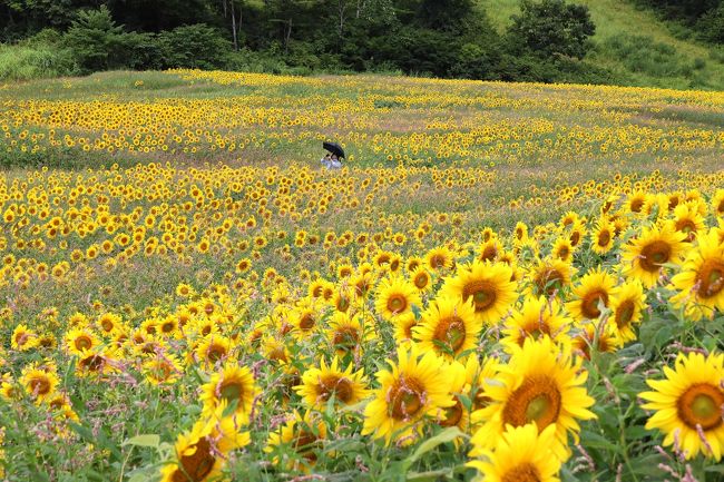 会津盆地を一望する山ノ倉スキー場のゲレンデに250万本のひまわりが咲く東北最大級のひまわり畑が広がる。３年前に初めて訪問した時の感動が忘れらず、新潟へのお盆帰省の機会を利用して再訪してきました。<br />ひまわりは、駐車場を境に上に ①くらら北部、②くらら西部、下に ③くらら南部、④花畑展望台西部、⑤花畑展望台南部の分かれている。３年前に訪ねた時には ④花畑展望台はなばた西部と ⑤花畑展望台南部の２ヶ所しか咲いていませんでしたが、今回は 若干の差はあったものの５ヶ所のほぼ全てで花が見頃を迎えていました。<br />ときおり小雨のぱらつく天気でしたが・・・<br />壮観でした・・・<br />再びの感動でした・・・<br /><br />コメントはありませんので写真だけご参考ください。<br />