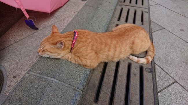 もうすぐ夏も終わる?かなって思い、湘南・鎌倉を散策してきました。<br />いつもは車での行動ですが、電車とバスを利用して定番ですけど、散策しました。