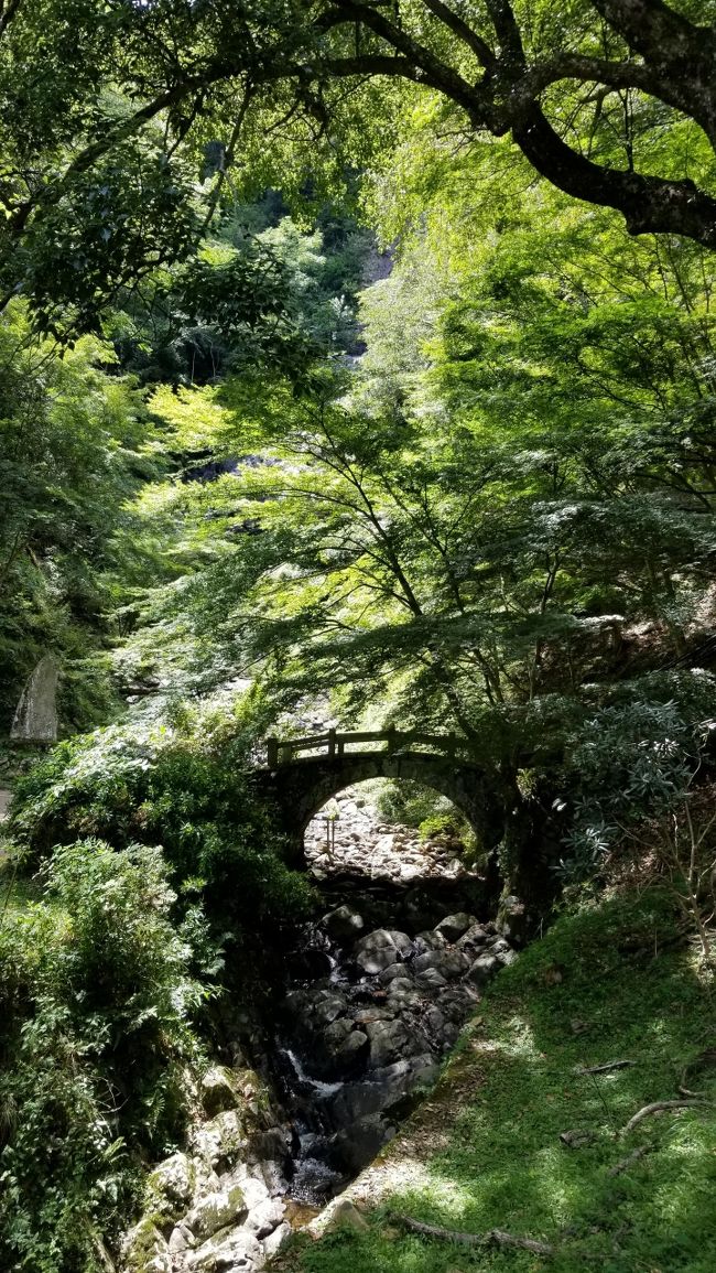 18年8月 週末はちび犬連れて修善寺温泉へレッツゴー 伊豆マリオット修善寺 修善寺温泉 静岡県 の旅行記 ブログ By ぺっぺさん フォートラベル