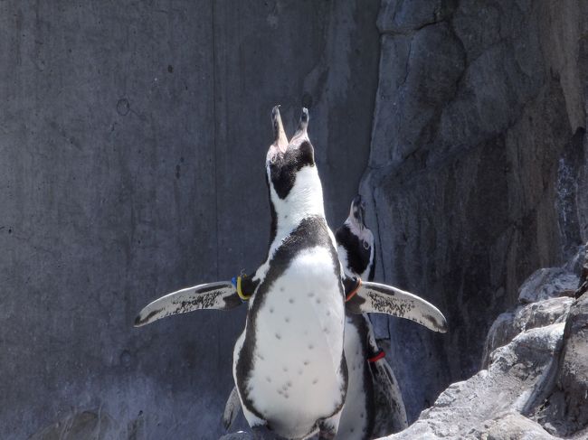 18年 ディズニーのち水族園 夜は変なホテル 千葉県の旅行記 ブログ By やっちまさん フォートラベル