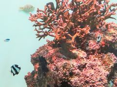 葛西臨海水族園-4　〔世界の海〕　南シナ海・太平洋各地で　☆ハワイ/チリ沿岸・グレートバリアリーフも