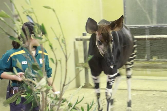 この週末に出かける夏のレッサーパンダ動物園としてズーラシアを選んだ最大の理由は、ナイトズーにありました。<br />特に「アフリカのサバンナ」エリアの動物たちを、日没のムードある中で写真が撮れたらないいなと思いました。<br />でも他に理由としては、ズーラシアは、園路がほぼ平坦で、木陰が多いこともありました。<br />実際は、園内に谷間があるのですが、動物がいるところはいわば尾根沿いで、暑い中、登り坂がないのは助かりました。<br />ただ、園路は、くねくねと曲がったり、途中ショートカットはあったりするものの、ほぼ１本道なので、動物たちをひととおり見学するには効率が良いですが、後でもう一度見に戻るのには不便です。<br />同時に、飼育員さんによる解説＆給餌がある「とっておきタイム」も、ナイトズーもあわせると本日たくさん行われていたのですが、現在位置からそのタイミングに合うように移動するのも困難でした。<br /><br />それでも、今回、午前中はインドゾウの「とっておきタイム」は見学できましたし、イベントではなく時間も不定期だけど給餌のタイミングに偶然居合わせることができた動物がたくさんいて、ラッキーでした。<br />とはいえ、１番見たかったレッサーパンダの給餌は外してしまったようです。<br />タイミングを狙わなければ、ラッキーが続き、狙うと外してしまう───なんて、ありがちです。<br /><br />※昼間のその様子は、前の旅行記「よこはまズーラシアの昼と夜（２）アジアの熱帯林からオセアニアの草原の動物たち～伝説のレッサーパンダのデールちゃん、はじめまして！＆初めて見た活発なセスジキノボリカンガルー」にまとめました。<br /><br />ナイトズーのイベントでは、サバンナのライオンとオカピは、なんとかその時間に居合わせることができました。<br />オカピは、日本では、上野動物園と金沢動物園とここズーラシアにしかおらず、野生ではで絶滅危惧されている、とても稀少で、美しい動物です。<br />ほんとはぜひ屋外で会いたかったのですが、あいにく今回は、昼も含めて１頭のみの屋内展示だったようです。<br />それに、オカピの室内展示場は、ガラスにライトが反射するので、見るだけならともかく、写真はとても難しいです。<br />前回は、屋外に１頭、屋内に母子２頭と３頭会えたことを思うと、会えたのは１頭のみというのは、ちょっと残念でした。<br />でも、飼育員さんによる給餌と解説があったので、思ったよりシャッターチャンスを得やすかったです。<br /><br />ライオンの夕食タイムは、オスライオンがいる屋外の檻の前はとても賑わっていて、最中に到着したのでは、ほとんど見られませんでしたが、ガラスの室内にいたメスライオンの方は案外人が集まっていなくて、よく見ることができました。<br />屋内にいたメスライオンは、自分の番が巡ってくるのは、外にいるオスたちが終わってからだとわかっていたようで、飼育員さんがバックヤードに来るまで、とても大人しくしていました。<br />そして小窓から骨付き肉を受け取った後、それをくわえてわざわざ見学者がいるガラス窓の前までもってきた姿は、予想していなかっただけに、びっくりすると同時に、とても迫力がありました。<br />ライオンが骨付き肉をくわえている姿を目の前で見るのがあんなに迫力があるとは！<br />その瞬間を撮り損ねたのは残念ですが……でも、あの迫力が伝わるような写真を撮るには、そのことをあらかじめ知っていて、何度かチャレンジするくらいでないと難しいだろうなと思いました。<br />───なぁんて思うのは、チャンスを逃した負け惜しみかな。<br /><br />でも、給餌のタイミングとは関係なしに、２度見に行けたオセロットのメロディちゃんが、２度ともぎりぎりシャッターチャンスがあったのは嬉しかったです。<br />ガラスの目の前にいてくれたのは、たぶん一時だったみたいで、見ている間に奥に引っ込んでしまいましたから。<br />でも代わりに、前は木に登っている姿やおやつをもらっている姿が見られたメガネグマは、通常の閉園時間が近づいてきたせいか、バックヤードの前をうろうろするだけでした。<br />そんな風に、良いシャッターチャンスがあったり、なかったり。<br />それを、自分のこれまでの訪問時を思い出して比べるのは、なかなか楽しいです。<br /><br />今回、ほんとは、通常の閉園時間後のナイトズーの時間帯に、もう一度レッサーパンダを見に行きたかったです。<br />そのくらいの時間帯なら、もしかしたらデールちゃんが起きて動いている姿が見られたかもしれないし、ナイトズーで開園時間が長いので、もしかしたら展示交代もあったかもしれません。<br />でも、開園時間が長くなるからと、本日はややスロースタートになってしまったこともあり、時間配分はうまくいきませんでした。<br />それに、ひととおり動物たちを見て回ると4.5キロも歩くことになるようです。<br />しかも、私は最初からレッサーパンダやホッキョクグマのところまでは２往復半したわけですから、17時前に「アフリカの熱帯雨林」エリアに到着したときは、もうくたくたでした。<br />途中、ランチや夕食や写真チェック休憩を入れたものの、へろへろになりながらよく歩いたなぁと思います。<br />２年半ふりのズーラシアで、はじめてのナイトズーラシアだったので、なんだかんだと楽しかったからだと思います。<br /><br />＜ナイトズー目当ての通算３回目の２年半ぶりのよこはまズーラシアの旅行記のシリーズ構成＞<br />□（１）動物園いろいろ：ベトナムランタンと動物バルーンのあるナイトズーラシアに惹かれて<br />□（２）アジアの熱帯林からオセアニアの草原の動物たち～伝説のレッサーパンダのデールちゃん、はじめまして！＆初めて見た活発なセスジキノボリカンガルー<br />■（３）中央アジアの高地からアフリカのサバンナの動物たち＆夜の動物たち～フォトジェニックだったオセロットのメロディちゃん＆オカピのルルちゃん<br /><br />ズーラシアの公式サイト<br />http://www2.zoorasia.org/<br /><br />＜タイムメモ＞<br />07:55　家を出る<br />08:56　池袋発の副都心線Fライナーに乗換え<br />09:37　菊名駅でJR横浜線八王子方面橋本行に乗換え<br />（前回は八王子行きに乗るはずが、間違えて反対の東神奈川行きに乗車）<br />09:48　中山駅に到着<br />09:55発のズーラシア行きの路線バスに乗車<br />10:18　ズーラシアの停留所に到着<br />10:25　ズーラシアに入園<br />【アジアの熱帯林】<br />10:30-10:35　インドゾウ<br />10:35-10:45　カンムリシロムク・オオミカドバト<br />10:45-10:50　ボルネオオランウータン<br />（ちょうどエサの差し入れあり）<br />10:50-10:55　ボウシテナガザル<br />10:55-11:10　インドゾウ<br />（11:00～インドゾウのとっておきタイム）<br />11:15-11:20　マレーバク<br />11:20-11:25　スマトラトラ（ガラス側から）<br />11:25-11:40　ジャングルカフェで早めのランチ<br />11:40-11:45　スマトラトラ（正面側から）<br />11:45-11:50　フランソワルトン<br />（ちょうどエサの差し入れあり）<br />11:50-12:05　アカアシドゥクラングール<br />12:05-12:15　フランソワルトン<br />（赤ちゃんのモカちゃん）<br />12:15-12:20　シシオザル<br />12:20-12:25　インドライオン<br />【亜寒帯の森】<br />12:25-12:30　ゴールデンターキン<br />12:30-12:45　レッサーパンダのデールちゃん<br />12:45-13:10　スマフォを落としたことに気付き正門前の総合案内所へ<br />13:15-13:50　レッサーパンダのデールちゃん<br />13:50-13:55　ベニジュケイ・アムールヒョウのダッシュくん<br />14:00　ユーラシアカワウソお昼寝中<br />14:00-14:05　フンボルトペンギン<br />14:05-14:25　ホッキョクグマのジャンブイくん<br />（ちょうどエサの差し入れ直後）<br />14:25-14:30　オットセイ<br />14:30　アムールヒョウのダッシュくん<br />14:35-14:40　レッサーパンダのデールちゃん<br />（少し前に給餌があったかも）<br />14:40-14:50　ひと休み<br />14:50　アムールヒョウのダッシュくん<br />【日本の里山エリアは割愛】<br />【オセアニアの草原】<br />15:05-15:55　オージーヒルレストランでステーキ休憩<br />16:00　アカカンガルー<br />16:00-16:05　セスジキノボリカンガルー<br />【中央アジアの高原】<br />16:05-16:10　テングザル<br />16:10　チベットモンキー<br />16:10-16:15　ドール<br />【アマゾンの密林】<br />16:20-16:25　アマゾンセンター<br />16:25-16:30　ヤブイヌ<br />16:30-16:35　オセロットのメロディちゃん<br />16:35-16:40　カピバラ<br />16:40-16:45　メガネグマ<br />【アフリカの熱帯雨林】<br />16:50-16:55　アフリカタテガミヤマアラシ<br />16:55-17:15　オカピ（室内展示のみ）ルルちゃん<br />17:20-17:30　アカカワイノシシ<br />17:30-17:35　チンパンジー<br />17:40-18:05　サバンナテラス前のベンチで休憩<br />【アフリカのサバンナ】<br />18:05-19:00　草原エリア<br />（サイ・グラントシマウマ・エランド・キリン・リカオン）<br />（18:30～ライオンのとっておきタイム）<br />19:00-19:10　ミーアキャット・チーター<br />19:15-19:20　アカカワイノシシ<br />19:20-19:55　オカピ<br />（19:30～オカピのとっておきタイム）<br />20:00頃　アマゾンセンター<br />20:15-20:30　ころころ広場のベトナム夜市<br />（20:00で売店は既にラストオーダー）<br />20:35頃　正門の噴水広場前に出る<br />20:40-20:50　外のギフトショップでウィンドウショッピング<br />（レジの行列が長くて買い物せず）<br />20:50～中山駅行きのバスを待つ<br />（満員で１本乗れず）<br />21:15頃　中山駅行きの夜間臨時バスに乗車<br />21:30頃　中山駅に到着<br />21:42　中山駅発JR横浜線東神奈川行に乗車<br />21:54　菊名駅到着・東急東横線に乗換え<br />（座って帰るために鈍行に乗る）<br />00:10頃　帰宅<br /><br />＜これまでの２回のよこはまズーラシアの旅行記＞<br />２回目：2016年３月13日<br />「よこはまズーラシア再訪～レッサーパンダの年の差新婚カップルに会いたくて（１）４大ミッションと飼育係のとっておきタイムをねらえ！～スマトラトラのミンピちゃんとダマイちゃん最後の同居＆レッサーパンダの新婚カップル茶太郎くんとイチゴちゃん＆新しいお嫁さんが気になるホッキョクグマ・ジャンブイ＆もうすぐ親離れピッピ・ララちゃんのオカピ母子と初めての屋外オカピのトトくん」<br />http://4travel.jp/travelogue/11112440<br />「よこはまズーラシア再訪～レッサーパンダの年の差新婚カップルに会いたくて（２）アジアの熱帯林からアフリカのサバンナまで、ウンピョウやドールやツシマヤマネコやアカカワイノシシやリカオンなど気になる動物はほぼ網羅@」<br />http://4travel.jp/travelogue/11112442<br />「よこはまズーラシア再訪～レッサーパンダの年の差新婚カップルに会いたくて（３）ズーラシアいろいろ：動物を追いながら世界の植物や文化を味わえるコンセプトをめいいっぱい楽しむ」<br />http://4travel.jp/travelogue/11112443<br /><br />１回目：2014年12月14日<br />「2014年冬・関東レサパン・オフ会は初めてのよこはまズーラシアで（１）動物の生息環境を再現したズーラシアはドイツのライプツィヒの動物園を思い出させた！＆動物園でステーキを食べよう@」<br />http://4travel.jp/travelogue/10962285<br />「2014年冬・関東レサパン・オフ会は初めてのよこはまズーラシアで（２）Mission No.１：レッサーパンダ～正当派な可愛らしさのコウセイくんと埼玉出身のララちゃん！＆亜寒帯の森の動物たち」<br />http://4travel.jp/travelogue/10962286<br />「2014年冬・関東レサパン・オフ会は初めてのよこはまズーラシアで（３）Mission No.２：スマトラトラのデル・ママと双子のミンピちゃん・ダマイちゃん＆Mission No.３：初めて見る稀少動物のオカピ＆その他の動物たち～ヤマイヌもメガネグマの子グマも可愛い！」<br />http://4travel.jp/travelogue/10962287<br /><br />※これまでの動物旅行記の目次を作成済。随時更新中。<br />「動物／動物園と水族館の旅行記～レッサーパンダ大好き～　目次」<br />http://4travel.jp/travelogue/10744070<br />