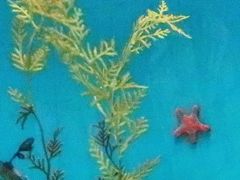 葛西臨海水族園-5　〔世界の海〕　オーストラリア南部・インド洋で　☆紅海・地中海も