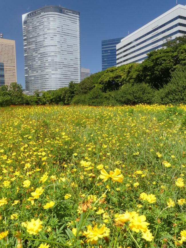 浜離宮恩賜庭園（東京都・中央区）へ、キバナコスモスを見に行ってきました。パンフレットの花暦によると、７月末から９月の初めまでが時季ですが、この日（８月２２日）には、見頃を過ぎ始めていました。それでも広い範囲に咲いているキバナコスモスは見応えがあり、綺麗な青空と共に、十分に楽しませてくれました。