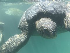 海亀とマングローブ、ペルー最北の地