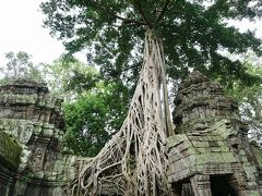 カンボジア・3日間(3)☆タ・プロ―ム編☆