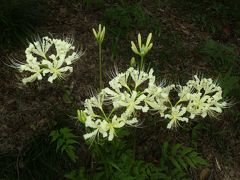 常楽寺のヒガンバナ_2018_白い彼岸花の芽が出ています。一部咲き始めています。（群馬県・太田市）