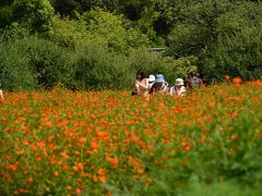 「　秋近い　キバナコスモス　揺れる　浜離宮恩賜庭園　　」2018