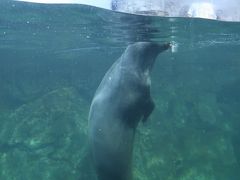 八景島-2　新・シーパラダイス　海で進化した動物たち　☆アシカ・アザラシ・ペンギンも