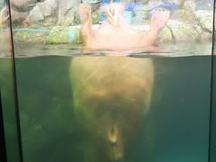 八景島-5　新・シーパラダイス　氷の海にくらす動物たち　☆セイウチ・ホッキョクグマ
