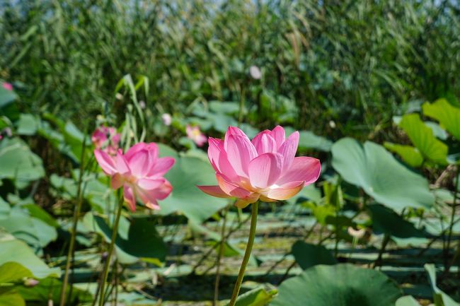 アストラハンはハスで有名な都市である。アストラハン(ナリマノヴォ)空港の到着ロビー(手荷物返却のターンテーブル)には、ロシア語で歓迎のメッセージが書かれ、背景の写真はハスとなっている。 今回はヴォルガ川のデルタ(三角州)に位置するカララト村のハスを見に行ったので、写真と共に紹介する。 注意!アストラハンのハスの花を摘む行為は罰金5000ルーブル(日本円で約8300円)課せられるので要注意。