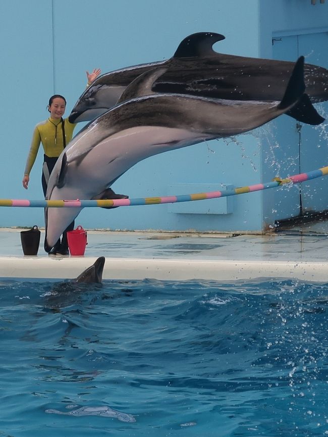 SPORTS<br />トレーナーとイルカやクジラたちのチームで競い合う「シンクロナイズド・ドルフィング」を生中継!迫力満点な演技を次々に披露し、技の難易度や美しさを競います。<br /><br />MUSIC<br />軽快な音楽に合わせてイルカたちがアクロバティックなダンスを披露!番組のラストを飾る迫力のパフォーマンスは圧巻です!. <br /><br />ポイント1 様々な動物たちが登場するよ!その数なんと7種類!<br />シロイルカ バンドウイルカ カマイルカ セイウチ カリフォルニアアシカケープペンギン オキゴンドウ<br />ポイント2<br />大型LEDビジョン&ライブカメラがすごい!457インチの大型LEDビジョン(幅10メートル、高さ5.8メートル)とライブカメラにより、いつもは見ることができない水中のイルカたちの様子などをライブ感と臨場感あふれる演出で、様々な角度からショーをお楽しみいただけます。<br />http://www.seaparadise.co.jp/special/seapara-live-tv/index.html より引用<br /><br />横浜・八景島シーパラダイスは、神奈川県横浜市金沢区八景島にある海の動物のテーマパーク。 <br />横浜市が人工島である八景島を造成し、一部を株式会社横浜八景島に貸し付けて、1993年5月8日、営業を開始する。 八景島の総面積は239,776.68 m&sup2;(約24 ha)であり、内、株式会社横浜八景島への貸し付け面積は76,385.68 m&sup2;である。八景島そのものは横浜市が管理する公園のため、入島は無料である。一方で、シーパラダイスを運営する株式会社横浜八景島は西武グループの企業である。そのため施設への入館やアトラクション利用時に料金が発生する。 <br /><br />水族館本館であるアクアミュージアム、イルカの展示を中心とした別館であるドルフィンファンタジー、展示されている動物を間近で観察することを特徴とする展示エリアであるふれあいラグーン、乗り物施設であるプレジャーランドなどから成る。 <br />2007年に「ふれあいラグーン」が開業すると、既に開設していた「アクアミュージアム」「ドルフィンファンタジー」と併せて「アクアリゾーツ」という名称になった。 <br />アクアミュージアム<br />ピラミッドのような外観の大規模水族館である。フロアは5階まであり、1、3、4階は展示、5階はアクアシアター、2階は一般立ち入り禁止となっている。延床面積 18,000m&sup2;、総水量 12,000t (野外水槽を含む) <br />アクアスタジアム<br /> 「生態ショープール」 (野外水槽、水量3,503t)<br />ドルフィンファンタジー<br />2004年7月16日にオープンしたイルカの展示を中心とした水族館。トンネル状の水槽と円筒型の水槽で構成される。 <br />「バンドウイルカ・カマイルカ水槽」 (水量742t) <br />ふれあいラグーン<br />2007年7月27日にオープンした。展示されている鯨類を間近で観察できるように水槽の縁が低く設計されている。 総水量3,700トン コンセプトは「Open Aquarium」<br />(フリー百科事典『ウィキペディア(Wikipedia)』より引用)<br /><br />八景島シーパラダイス については・・<br />http://www.seaparadise.co.jp/<br />