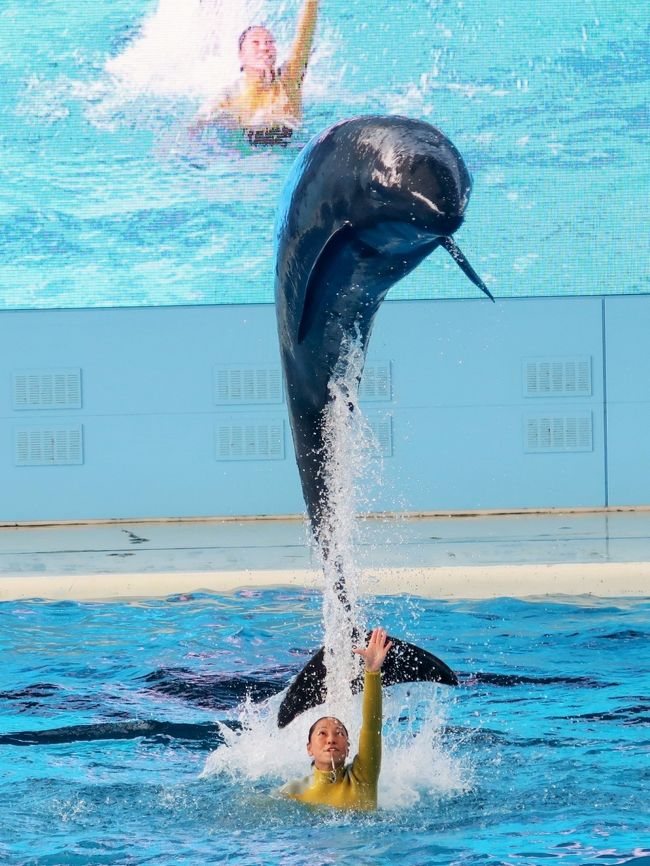 SPORTS<br />トレーナーとイルカやクジラたちのチームで競い合う「シンクロナイズド・ドルフィング」を生中継!迫力満点な演技を次々に披露し、技の難易度や美しさを競います。<br /><br />MUSIC<br />軽快な音楽に合わせてイルカたちがアクロバティックなダンスを披露!番組のラストを飾る迫力のパフォーマンスは圧巻です!. <br /><br />ポイント1<br />様々な動物たちが登場するよ!その数なんと7種類!<br />シロイルカ バンドウイルカ カマイルカ セイウチ<br />カリフォルニアアシカケープペンギン オキゴンドウ<br />ポイント2<br />大型LEDビジョン&ライブカメラがすごい!457インチの大型LEDビジョン(幅10メートル、高さ5.8メートル)とライブカメラにより、いつもは見ることができない水中のイルカたちの様子などをライブ感と臨場感あふれる演出で、様々な角度からショーをお楽しみいただけます。<br />http://www.seaparadise.co.jp/special/seapara-live-tv/index.html より引用<br /><br />横浜・八景島シーパラダイスは、神奈川県横浜市金沢区八景島にある海の動物のテーマパーク。 <br />横浜市が人工島である八景島を造成し、一部を株式会社横浜八景島に貸し付けて、1993年5月8日、営業を開始する。 八景島の総面積は239,776.68 m&sup2;(約24 ha)であり、内、株式会社横浜八景島への貸し付け面積は76,385.68 m&sup2;である。八景島そのものは横浜市が管理する公園のため、入島は無料である。一方で、シーパラダイスを運営する株式会社横浜八景島は西武グループの企業である。そのため施設への入館やアトラクション利用時に料金が発生する。 <br /><br />水族館本館であるアクアミュージアム、イルカの展示を中心とした別館であるドルフィンファンタジー、展示されている動物を間近で観察することを特徴とする展示エリアであるふれあいラグーン、乗り物施設であるプレジャーランドなどから成る。 <br />2007年に「ふれあいラグーン」が開業すると、既に開設していた「アクアミュージアム」「ドルフィンファンタジー」と併せて「アクアリゾーツ」という名称になった。 <br />アクアミュージアム<br />ピラミッドのような外観の大規模水族館である。フロアは5階まであり、1、3、4階は展示、5階はアクアシアター、2階は一般立ち入り禁止となっている。延床面積 18,000m&sup2;、総水量 12,000t (野外水槽を含む) <br />アクアスタジアム<br /> 「生態ショープール」 (野外水槽、水量3,503t)<br />ドルフィンファンタジー<br />2004年7月16日にオープンしたイルカの展示を中心とした水族館。トンネル状の水槽と円筒型の水槽で構成される。 <br />「バンドウイルカ・カマイルカ水槽」 (水量742t) <br />ふれあいラグーン<br />2007年7月27日にオープンした。展示されている鯨類を間近で観察できるように水槽の縁が低く設計されている。 総水量3,700トン コンセプトは「Open Aquarium」<br />(フリー百科事典『ウィキペディア(Wikipedia)』より引用)<br /><br />八景島シーパラダイス については・・<br />http://www.seaparadise.co.jp/