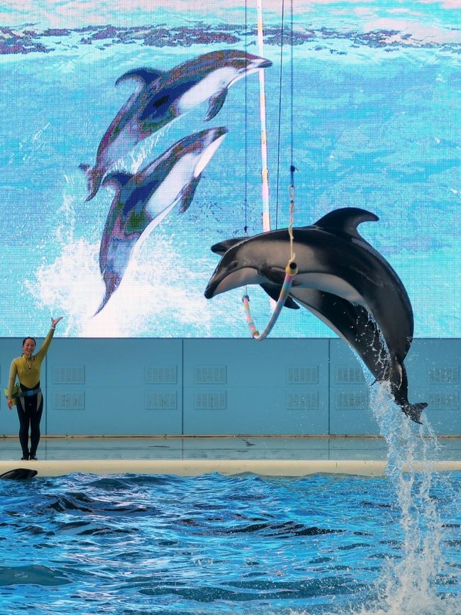 SPORTS<br />トレーナーとイルカやクジラたちのチームで競い合う「シンクロナイズド・ドルフィング」を生中継!迫力満点な演技を次々に披露し、技の難易度や美しさを競います。<br /><br />MUSIC<br />軽快な音楽に合わせてイルカたちがアクロバティックなダンスを披露!番組のラストを飾る迫力のパフォーマンスは圧巻です!. <br /><br />ポイント1<br />様々な動物たちが登場するよ!その数なんと7種類!<br />シロイルカ バンドウイルカ カマイルカ セイウチ カリフォルニアアシカケープペンギン オキゴンドウ<br />ポイント2<br />大型LEDビジョン&ライブカメラがすごい!457インチの大型LEDビジョン(幅10メートル、高さ5.8メートル)とライブカメラにより、いつもは見ることができない水中のイルカたちの様子などをライブ感と臨場感あふれる演出で、様々な角度からショーをお楽しみいただけます。<br />http://www.seaparadise.co.jp/special/seapara-live-tv/index.html より引用<br /><br />横浜・八景島シーパラダイスは、神奈川県横浜市金沢区八景島にある海の動物のテーマパーク。 <br />横浜市が人工島である八景島を造成し、一部を株式会社横浜八景島に貸し付けて、1993年5月8日、営業を開始する。 八景島の総面積は239,776.68 m&sup2;(約24 ha)であり、内、株式会社横浜八景島への貸し付け面積は76,385.68 m&sup2;である。八景島そのものは横浜市が管理する公園のため、入島は無料である。一方で、シーパラダイスを運営する株式会社横浜八景島は西武グループの企業である。そのため施設への入館やアトラクション利用時に料金が発生する。 <br /><br />水族館本館であるアクアミュージアム、イルカの展示を中心とした別館であるドルフィンファンタジー、展示されている動物を間近で観察することを特徴とする展示エリアであるふれあいラグーン、乗り物施設であるプレジャーランドなどから成る。 <br />2007年に「ふれあいラグーン」が開業すると、既に開設していた「アクアミュージアム」「ドルフィンファンタジー」と併せて「アクアリゾーツ」という名称になった。 <br />アクアミュージアム<br />ピラミッドのような外観の大規模水族館である。フロアは5階まであり、1、3、4階は展示、5階はアクアシアター、2階は一般立ち入り禁止となっている。延床面積 18,000m&sup2;、総水量 12,000t (野外水槽を含む) <br />アクアスタジアム<br /> 「生態ショープール」 (野外水槽、水量3,503t)<br />ドルフィンファンタジー<br />2004年7月16日にオープンしたイルカの展示を中心とした水族館。トンネル状の水槽と円筒型の水槽で構成される。 <br />「バンドウイルカ・カマイルカ水槽」 (水量742t) <br />ふれあいラグーン<br />2007年7月27日にオープンした。展示されている鯨類を間近で観察できるように水槽の縁が低く設計されている。 総水量3,700トン コンセプトは「Open Aquarium」<br />(フリー百科事典『ウィキペディア(Wikipedia)』より引用)<br /><br />八景島シーパラダイス については・・<br />http://www.seaparadise.co.jp/