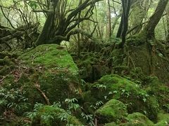 ぼっち旅：屋久島／鹿児島3泊4日②