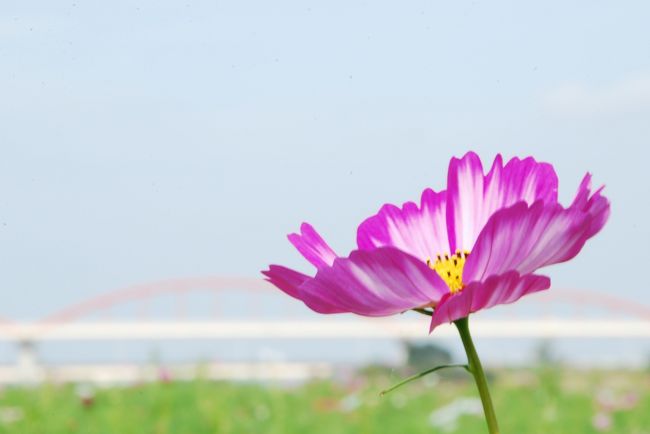 ひとりお花見部　吹上コスモス畑と権現堂堤と荒川河川敷で コスモス・曼珠沙華のお花見