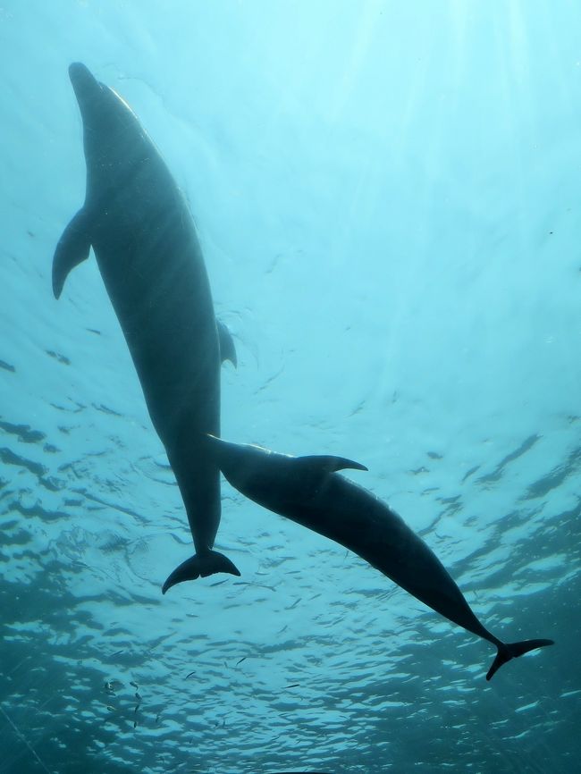 横浜・八景島シーパラダイスは、神奈川県横浜市金沢区八景島にある海の動物のテーマパーク。 <br />横浜市が人工島である八景島を造成し、一部を株式会社横浜八景島に貸し付けて、1993年5月8日、営業を開始する。 八景島の総面積は239,776.68 m&sup2;(約24 ha)であり、内、株式会社横浜八景島への貸し付け面積は76,385.68 m&sup2;である。八景島そのものは横浜市が管理する公園のため、入島は無料である。一方で、シーパラダイスを運営する株式会社横浜八景島は西武グループの企業である。そのため施設への入館やアトラクション利用時に料金が発生する。 <br /><br />水族館本館であるアクアミュージアム、イルカの展示を中心とした別館であるドルフィンファンタジー、展示されている動物を間近で観察することを特徴とする展示エリアであるふれあいラグーン、乗り物施設であるプレジャーランドなどから成る。 <br />2007年に「ふれあいラグーン」が開業すると、既に開設していた「アクアミュージアム」「ドルフィンファンタジー」と併せて「アクアリゾーツ」という名称になった。 <br />アクアミュージアム<br />ピラミッドのような外観の大規模水族館である。フロアは5階まであり、1、3、4階は展示、5階はアクアシアター、2階は一般立ち入り禁止となっている。延床面積 18,000m&sup2;、総水量 12,000t (野外水槽を含む) <br />アクアスタジアム<br /> 「生態ショープール」 (野外水槽、水量3,503t)<br />ドルフィンファンタジー<br />2004年7月16日にオープンしたイルカの展示を中心とした水族館。トンネル状の水槽と円筒型の水槽で構成される。 <br />「バンドウイルカ・カマイルカ水槽」 (水量742t) <br />ふれあいラグーン<br />2007年7月27日にオープンした。展示されている鯨類を間近で観察できるように水槽の縁が低く設計されている。 総水量3,700トン コンセプトは「Open Aquarium」<br />(フリー百科事典『ウィキペディア(Wikipedia)』より引用)<br /><br />八景島シーパラダイス については・・<br />http://www.seaparadise.co.jp/