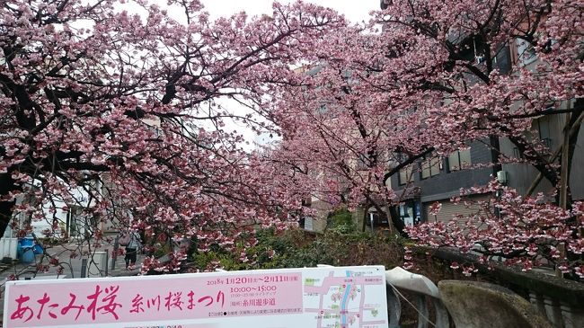 2/1　鈍行電車で東京品川から熱海へ温泉旅行しようということになり<br />　　温泉旅館に投宿。ここはローマ風呂が売りのホテルである。<br />2/2　翌朝起きたら小雪が舞っていた。前日のあたみ桜祭りのチラシを<br />     持って糸川まで散歩。川沿いの桜は寒さに負けず花を開かせていた。<br />　　こんなに早く花見できるとは思わなかった。<br />　　前日の温泉で身体が温まり、今朝は心も温まったような気がした。