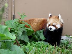 初秋のレッサーパンダ紀行【２】札幌市円山動物園 ココ・セイタ夫妻の愛らしさに改めて感じ入る・・・北海道遠征ではやはり外せないマルズ