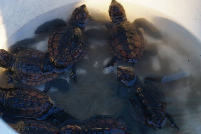 夏休みの最後の日曜日夕方、御前崎の海水浴場で今年生まれたウミガメの放流会に立ち会った。<br /><br />&lt; https://www.city.omaezaki.shizuoka.jp/kurashi/sports_bunka/bunka_gejutsu/omaezakinoumigame/4467.html &gt;