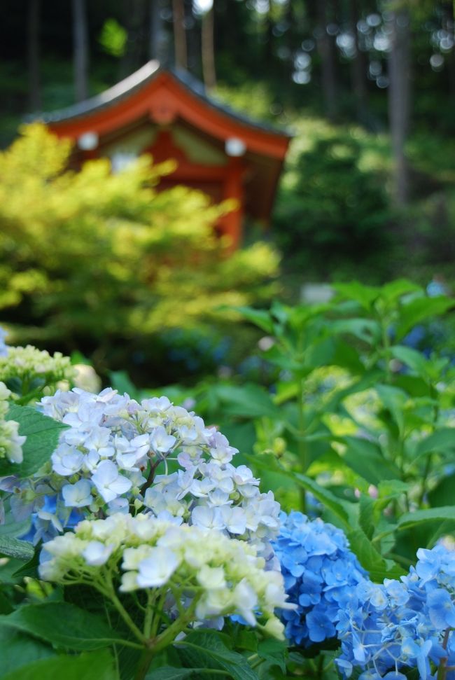 紫陽花を見に行った旅です。