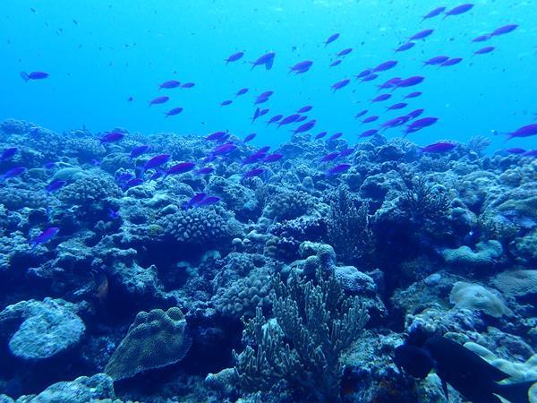 久米島と沖縄本島（１１）久米島でのラストダイブはうねりが少しおさまってやっと夏のポイントへ。カスミチョウチョウウオ、ハナゴイ、クマノミ・・・