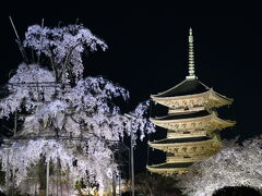 東寺夜桜