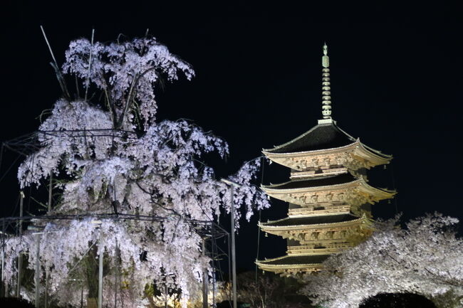 関西の桜開花のニュースを耳にし、いてもたってもいられず仕事後東京駅から新幹線に飛び乗りました。<br />京都駅近く、夜でも桜を見られる場所ということで東寺の夜桜でお花見しました。