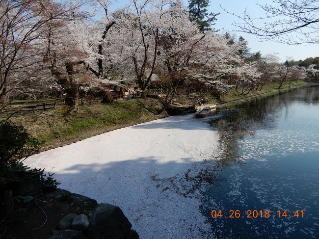 2018年4月20日～大型客船・ダイヤモンドプリンセスに再乗船しました。<br />昨年の初乗船時、船上で予約すると早期割引額が2倍になると知り、浮かれついでに2017年度に一番早く完売したという、春の日本周遊クルーズを予約しました。<br />昨年以降、予期せぬ問題がおこりまくり、直前まで行かれるか微妙だったのですが、何とか行くことが出来ました。<br />しばし春の花々を愛で、日常を忘れ、ゆったり過ごす・・はずが、トラブル満載の9日間になってしまいました（涙）<br />そして、天気にも翻弄されました（涙X2）<br /><br />頂いた資料によると、乗客数2768名、内日本人は約700名との事。アメリカやオーストラリア、英国をはじめとした外国の方々が多数乗船し、バーはいつも賑わっていました。<br />船内は様々な言語が飛び交う不思議な空間でした。