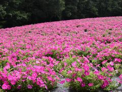 夏～秋の花が咲く武蔵丘陵森林公園 ～ペチュニアとケイトウ～2018（埼玉）