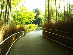 時代を越えて守られてきた竹林、早朝の竹林の小道　幻想的