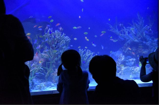 新江ノ島水族館と江ノ島で過ごしてきました。当日は、35度前後の暑さで、江ノ島♪、海～～という雰囲気満載で、何十年ぶりかの水族館を楽しむこともできました。どうやら学校はスタートしている模様で、この日の館内は、ほぼ乳幼児連れの親子あるいは三世代の家族連れでにぎわっていましたが、やはり「こどもの姿」を見るのは見ているこちらのほうも気持ちが和まされます。