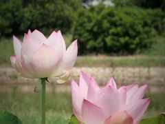 館林2/3　世界の花ハス展　つつじが岡公園で　☆清楚な上品さ花ハスいろいろ