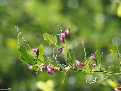 秋の訪れを確かめに鎌倉花散歩