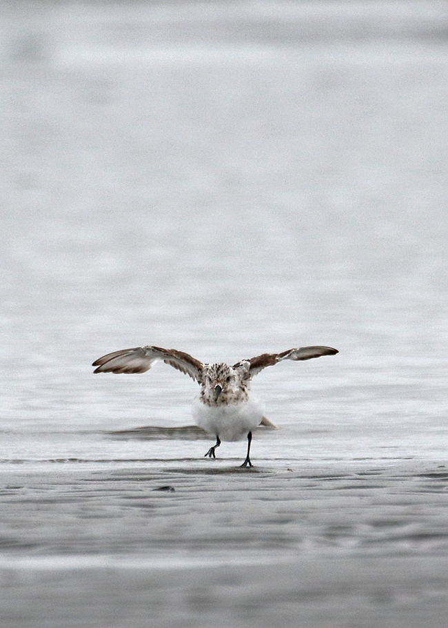 暑い８月が終わりました<br />８月後半の記録<br />野鳥もパッとしないので一泊バスツアーに行ったりもしました<br />その後アオバトにも出かけたり三番瀬にも久しぶりに出かけてみましたが、やはりパッとしません<br /><br />