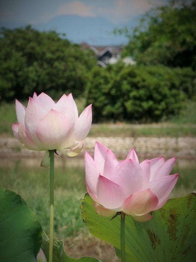 城沼花ハスまつり<br />平成３０年７月１０日（火）～８月１５日（水）<br />場　所・・・城沼　・　古城沼及びつつじが岡パークイン<br />概　要・・・城沼や古城沼では自生のハスがピンクの花を開き、つつじが岡パークインでは、世界の花ハスなど約２００品種が展示されます。<br /> 　http://www.utyututuji.jp/koyomi-summer.html　より引用<br /><br />館林市の観光　については・・<br />http://www.utyututuji.jp/index.php<br /><br />館林市（たてばやしし）は、群馬県南東部にある市。「ツル舞う形」と喩えられた群馬県の「ツルの頭」に位置する。<br />今から約2万年前に館林に最初に人々が住み始めた事が確認されている。1590年に徳川四天王の一人である榊原康政が関東以北への押さえとして館林城に入り城下町を整備した。<br />ツツジの名勝・つつじが岡公園や、分福茶釜の物語で知られる茂林寺、東武トレジャーガーデン、群馬県立館林美術館、製粉ミュージアムなどの観光地がある。 <br />（フリー百科事典『ウィキペディア（Wikipedia）』より引用）<br /><br />館林の花ハスクルーズ・野木のヒマワリと行田・世界最大の田んぼアート. <br />2018年7月23日（月） 8,980円 <br />1 東京駅前8時発〈貸切バス〉館林（城沼▽優雅に咲くハスの花の群落を小舟で行く、名物館林うどん御膳の昼食）＝野木（18万本のヒマワリ）＝行田（古代蓮の里、高さ50ｍの展望室から見る田んぼアート「ナスカ地上絵」）＝東京18時頃着