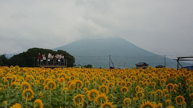 8月が終わり、9月に日付を替えた1日の日曜日、<br />気温は若干下がったものの、まだまた暑い中、<br />茨城県筑西市にある、あけのひまわりフェスティバルに行って来ました。<br /><br />筑波山が見える場所に、明野ひまわりの丘がありまして、<br />そこに八重ひまわりが100万本植えられているとのことです。<br /><br />フェスティバルの期間は9月2日までで残り二日ですが、<br />ひまわりの花はまだまだ満開の場所も多く、天気が悪い中でも、見ごたえ十分でした。<br />