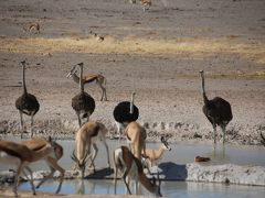 秘境パックで行くナミビア　⑥最終回　エトーシャ国立公園、ツアーメンバー１５人中８人が居残り！