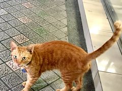 台湾で出会ったニャンと動物達