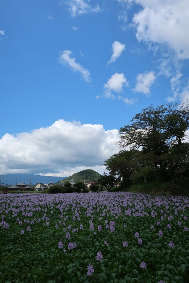奈良県を抜けて和歌山の熊野三山を巡る旅です。<br />ですが、普段なかなか行けない奈良県の真ん中から南の方を通るのでせっかくだから、と色々回っていると結局1日目の観光は奈良県だけで終わってしまいました。