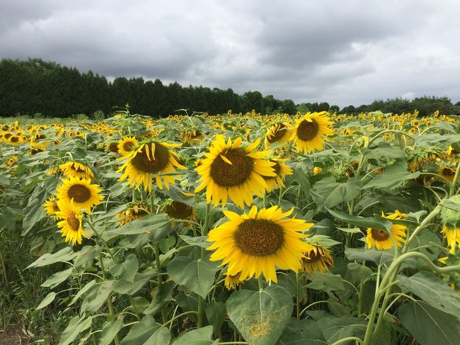 どんよりした天気ですが、青春18で北を目指します。<br /><br />JRの時刻が変わり(改悪?)、新白河での乗継が必須。乗換が一回増えた。