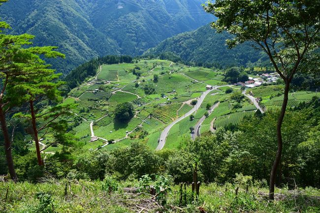 日本のマチュピチュといえば、兵庫県にある竹田城や岡山県の備中松山城、最近では福井県の越前大野城が有名ですね。<br /><br />その3つ以外に岐阜にもあるんですよマチュピチュ(*^^)v<br /><br />国歌の君が代にも唄われる『さざれ石』の地でもあり、寒暖の差を活かした上ヶ流茶の栽培が営まれている岐阜県揖斐郡揖斐川町、標高330mにある上ヶ流地区。<br />そこに2016年3月に地元有志が一年近く掛けて遊歩道を造って整備した絶景ポイント『岐阜のマチュピチュ 天空の茶畑』<br /><br />東海地方ではテレビでも放送されたり、Twitter、InstagramなどのSNSでも拡散された話題急上昇中のスポットです。<br /><br />駐車場から絶景ポイントまでは、徒歩で約20分、山道のような遊歩道で一部急傾斜や急階段がある登山道のような部分もあります。<br /><br />■天空の茶畑Twitter　<br />https://twitter.com/tenku_chabatake<br /><br />■揖斐川町HP<br />https://www.town.ibigawa.lg.jp/kankoujyouhou/0000006832.html<br /><br />【2018盆休み帰省の旅行記】<br /><br />【Part1】創業200年以上の酢づくりの歴史を伝えるMIZKAN MUSEUM<br />https://4travel.jp/travelogue/11389272<br />【Part2】 猛暑の中(^▽^;) 愛知の蔵のまち 半田を散策<br />https://4travel.jp/travelogue/11389592<br />【Part3】 ねこ(=^・^=)好きにはたまらない常滑やきもの散歩道<br />https://4travel.jp/travelogue/11390767<br />【Part4】 世界最大級の常滑焼招き猫が鎮座するイオンモール常滑<br />https://4travel.jp/travelogue/11394339<br />【Part5】岐阜駅周辺プチ観光紹介(^^ゞ<br />https://4travel.jp/travelogue/11396079<br />【Part7】朝の『うだつの上がる町並み』をぶらっと歩いてみた<br />https://4travel.jp/travelogue/11398855