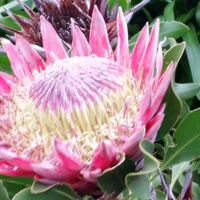 10日間の南部アフリカ４か国周遊感動体験　６日目後半　カーステンボッシュ植物園