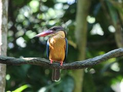 シンガポールの生き物