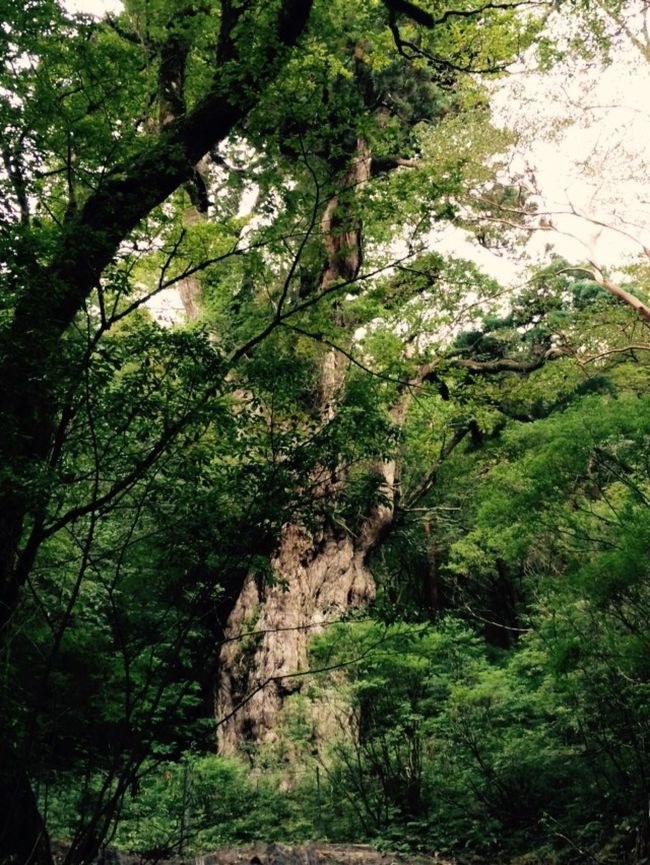 屋久島 縄文杉 