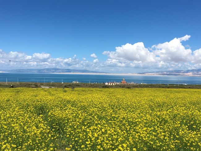 夏季休暇を利用して8月18日~8月26日の8泊9日のチベット旅行。<br />年齢や体力など不安要素は様々あったけれど思い切って行ってよかった!<br /><br />8月18日<br />深セン空港から恩施空港経由で西寧空港まで<br />西寧空港からは車で青海湖、チャカ塩湖を観光して<br />チャカの鼎盛酒店に宿泊。<br />ホテルやレストランやトイレ・・心配はしていたけれど<br />綺麗な景色に大満足!<br /><br />