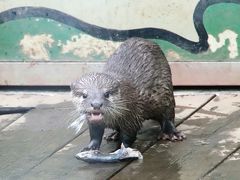 初秋・雨降る前の智光山公園こども動物園～コツメカワウソの四つ子の赤ちゃんの成長ぶりが見たくて