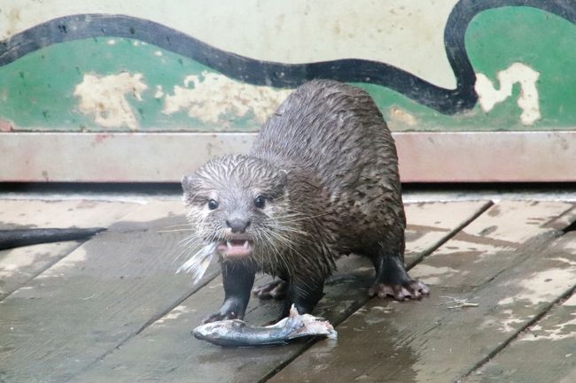 すくすく育っていました、コツメカワウソの四つ子の赤ちゃん（ベビウソ）たち！<br />半月前のナイトズー開催のお盆の日に訪れた前回（８月11日）は、４頭そろってアキ・パパについていく姿や４頭いっしょの姿をたくさん見かけました。<br />あの時のベビウソたちは、モートの段差の一部はまだ上れなくて、パパが手助けしている姿も見られました。<br />だけど、いまやベビウソ４頭が一緒に行動することは少なくなり、みんなそれぞれで行動していたし、もうどこも登りづらそうにすることなく、自由に走り回っていました。<br />顔つきも大人っぽくなってきましたが、まだ大人よりからだつきが小さいのと、毛が薄いのか、ベビウソたちはぬれるとまだ地肌が見えたので、すぐに分かりました。<br />大人のコツメカワウソの顔もとっても可愛いので、ベビウソたちの顔付きから赤ちゃんらしさが抜けても、やっぱり可愛かったです。それに、赤ちゃんの時の方がへの字の口をしていることが多く、大人のカワウソの方が、笑っているような顔つきなので、なおさら@<br />そして、コツメカワウソは大人も遊び好きで、小さな子みたいな無邪気な姿を見せますが、大人がやっていたように、小石を胸元で転がして遊んでいたベビウソもいました。<br /><br />この土曜日は、いつも午後に行く整体の予約が午前になったし、夕方のピアノの稽古が休みだったので、午後時間があくかも知れない───と思ったら、自宅から車で20分の智光山公園こども動物園のカワウソの赤ちゃんたちの成長ぶりを見に行きたくなりました。<br />天気予報は午後ずっと小雨予報でしたが、実際は一時ぽつぽつと降ったものの、傘要らずで、本格的に降ったのは夜でした。<br />おかげで、当園でのもうひとつの楽しみのテンジクネズミのお帰り橋も見ることができました。<br />テンジクネズミたちはぬれるのが嫌いなので、雨天は中止なのです。<br /><br />今回、動物園に到着したのはやっと15時だったので、14時45分からのコツメカワウソのむしゃむしゃタイムの方は間に合わいませんでした。<br />でも、終了直後だったので、コツメカワウソたちはまだ食べている最中でした。<br />赤ちゃんが食べている魚がほしくて手を出しかけたお兄ちゃんが、結局、ぐっと我慢して弟から取り上げなかったシーンのような、家族愛のワンシーンも見られて、とても面白かったです。<br /><br />今回は、コツメカワウソのむしゃむしゃタイムには間に合わなかったけれど、活動的なコツメカワウソたちを見るには、いいタイミングでした。<br />前回の訪問でそうなるだろうと期待していた通りでした。<br />食後は、コツメカワウソたちのプレイタイムになりました。<br />前回ほど激しい遊びはしていなかったですが、それぞれで楽しそうに、あるいは穏やかに過ごしていました。<br />当園のコツメカワウソたちは人懐っこいのか、見学者の方をじーっと見ることが多いので、シャッターチャンスもたくさんありました。<br />コツメカワウソが私の隣の見学者を見ているときは、ななめ横顔になりましたが、ほんの数秒ですがポーズしているので、手ぶれしない写真が撮りやすかったです。<br />そして、私の方にばっちり目線を向けてポーズしてくれたことも頻繁でした。<br />たぶん、よく視線を向けてくれる子と、そうでない子がいたと思いますが、なにしろ10頭家族ですから、人なつっこい子は何頭もいたのです。<br />プレイタイムのあとは、お昼寝前の体すりすりタイム。<br />地面や岩や丸太に体をすりすりさせて、体を乾かしていました。<br />頼もしいイクメンのアキ・パパは、可愛いヘソ天姿をたくさん披露してくれました。<br />もしかしたら、コツメカワウソたちにとって、すりすりそのものが気持ちよいのか、けっこう長い時間すりすりしていました。<br />そのわりには、直後に池に入っちゃって、再び全身ぬらした子たちもいました（笑）。<br />体を乾かした意味がないじゃん、と思いましたが、きっと、コツメカワウソたちにとって、すりすり行為の意味は、人間とは違うのでしょう。<br /><br />智光山公園こども動物園の公式サイト<br />http://www.parks.or.jp/chikozan/zoo/<br />こどもとお出かけサイトの智光山公園こども動物園の紹介ページ<br />http://iko-yo.net/facilities/270/attractions<br /><br />＜タイムメモ＞<br />14:55　動物園前の駐車場に到着<br />15:00　年パスで入園<br />15:00-15:35　コツメカワウソ<br />（14:45からのむしゃむしゃタイムが終わった直後）<br />15:35-15:40　ホンドタヌキ・ミーアキャット<br />15:40-15:50　コツメカワウソ<br />15:50-15:55　ワオギツネザル・カピバラ・ブラジルバク<br />（すりすりへそ天タイム）<br />15:55-16:05　ふれあい広場<br />（16:00～テンジクネズミのお帰り橋）<br />16:20-16:30　ニホンザル<br />（赤ちゃんの名前投票）<br />16:30　閉園時間と同時に動物園を出る<br /><br />＜これまでの智光山公園こども動物園の旅行記＞<br />11回目：2018年８月11日<br />「智光山公園こども動物園の昼と夜：チビウソの４つ子はピーナッツ体型の可愛さ盛り～ちっちゃい足でダッシュするテンジクネズミのおかえり橋などもれなく楽しんだ昼＆めったに会えない動物に会えたナイトズー」<br />https://4travel.jp/travelogue/11389336<br />10回目：2018年７月８日<br />「海外旅行前日に智光山公園こども動物園の動物たちとふれあう」<br />https://4travel.jp/travelogue/11379881<br />９回目：2018年６月30日<br />「コツメカワウソの４つ子の赤ちゃんに会えたらいいなと車でちょっくら智光山公園こども動物園へ」<br />https://4travel.jp/travelogue/11375367<br />８回目：2018年５月26日<br />「動物たちに癒されたくてふらっと出かけた智光山公園こども動物園～水中で踊るように餌を獲っていたコツメカワウソやおかえり橋でそわそわのテンジクネズミたち～ブラジルバクの表敬訪問忘れた！」<br />https://4travel.jp/travelogue/11363684<br />７回目：2018年４月14日<br />「テンジクネズミのおちり行進を見に八重桜の智光山公園こども動物園へ～おかえり橋を反対側から見て見たら＆アキ・パパを筆頭に今回も元気なコツメカワウソ一家が見られた@」<br />https://4travel.jp/travelogue/11349233<br />６回目：2018年３月３日<br />「ひな祭りと世界野性動物の日の智光山公園こども動物園～テンジクネズミのひな壇に日本最長のお帰り橋やコツメカワウソとの握手会や温泉サルなど２時間でもハイライトを満喫」<br />https://4travel.jp/travelogue/11335961<br />５回目：2017年11月12日<br />「秋晴れの午後に車でさくっと智光山公園の植物園と動物園へ（後）子供たちがめちゃくちゃ元気なコツメカワウソ一家６匹に歓声がやまないこども動物園」<br />https://4travel.jp/travelogue/11302138<br />４回目：2017年８月11日<br />「2017年お盆の３日連休初日は自宅から最も近い智光山公園こども動物園へ（前編）コツメカワウソ特集：三つ子の赤ちゃんの泳ぎの練習が見たくて」<br />http://4travel.jp/travelogue/11270727<br />「2017年お盆の３日連休初日は自宅から最も近い智光山公園こども動物園へ（後編）マーコールの赤ちゃんや楽しいカピバラ・カップルや日本一長いテンジクネズミのおかえり橋とおうちにダッシュで帰るヤギほか」<br />http://4travel.jp/travelogue/11270740<br />３回目：2017年５月３日<br />「ゴールデンウィークは地元埼玉で過ごそう！（１）智光山公園こども動物園：GW中の県道の渋滞と駐車場を甘くみて車で向かったけど、コツメカワウソ親子のむしゃむしゃタイムに間に合った＆羊の毛刈りでポポちゃんお疲れさま！」<br />http://4travel.jp/travelogue/11240506<br />２回目：2017年２月25日<br />「智光山公園こども動物園～我が家に一番近い動物園はいま～コツメカワウソが３頭家族に！＆モルモットの雛壇」<br />http://4travel.jp/travelogue/11219161<br />１回目：2016年３月６日<br />「久しぶりに自転車でのんびり智光山公園へ（後編）こども動物園：レッサーパンダはいないけど、日本最高齢のブラジルバクのペアに会いたくて～モルモットの橋渡りは日本最長21m！」<br />http://4travel.jp/travelogue/11110633<br /><br />※これまでの動物旅行記の目次を作成済。随時更新中。<br />「動物／動物園と水族館の旅行記～レッサーパンダ大好き～　目次」<br />http://4travel.jp/travelogue/10744070<br /><br />※こども動物園を含むこれまでの智光山公園の旅行記のURL集はこの旅行記の末尾にまとめました。<br />